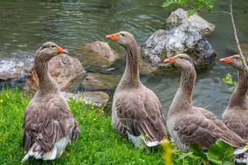 vier Graugänse auf einer Wiese am Fluss