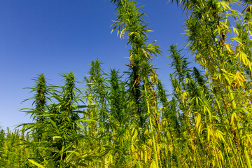ein großes Feld voller Hanfpflanzen