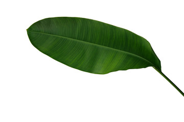 Banana like green leaf of Heliconia or Strelitzia tropical forest plant isolated on white background, clipping path included.