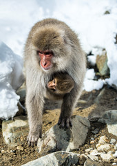 Japanese macaque with a cub on her breast warming themselves against in cold winter weather.  Jigokudani Park. Nagano Japan. The Japanese macaque ( Scientific name: Macaca fuscata), Snow monkey.