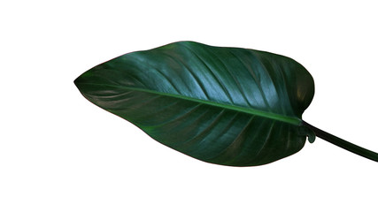 Dark green leaf of Philodendron red congo (Rojo Congo) the tropical foliage indoor houseplant...