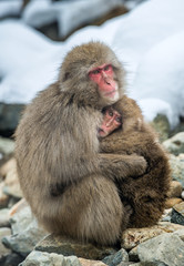 Japanese macaque with a cub  in cold winter weather.  Jigokudani Park. Nagano Japan. The Japanese macaque ( Scientific name: Macaca fuscata), Snow monkey.