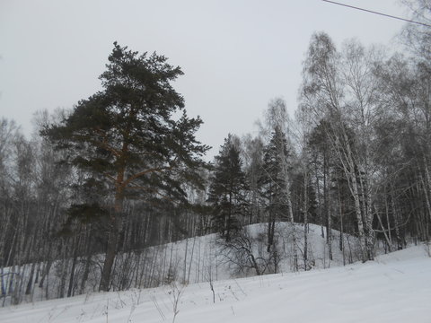 forest in winter