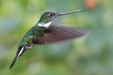 Fototapeta na wymiar Hummingbird Flying