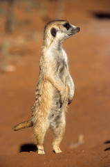 Suricate or Meerkat (Suricata suricatta), Africa, Namibia, Hardap, Kalahari