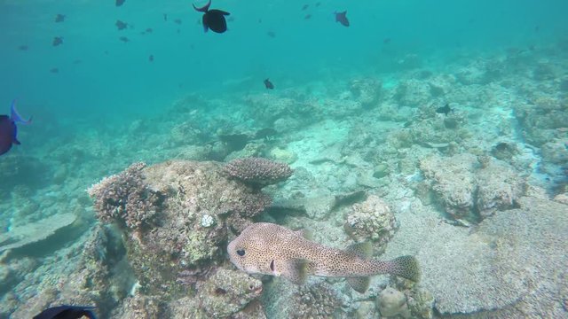 ein gew&ouml;hnlicher Igelfisch in einem Korallenriff