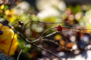 Kolory jesieni pojedynczy liść na dzewie bokeh