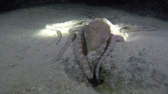 ein kleiner Tintenfisch kriecht &uuml;ber den Meeresboden