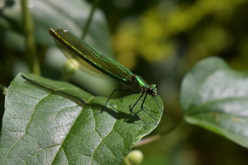 libellule