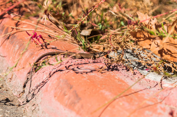 A shifty sly lizzard under grass