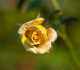 A tea rose in the garden