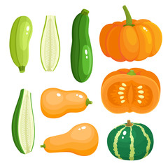 Bright vector illustration of colorful pumpkin, zucchini.