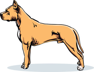 Dog Pitbull .Vector