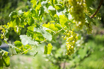 green grapes on the vine