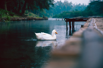 white ducks swimming straight in the river of Thailand.