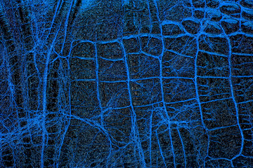 Blue crocodile skin texture