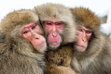 Japanese macaques family warming themselves against in cold winter weather.   The Japanese macaque ( Scientific name: Macaca fuscata), also known as the snow monkey.