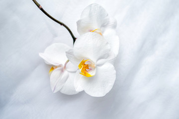 Fototapeta na wymiar The branch of White orchids on white fabric background 