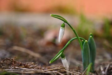 Snowdrops. First spring flowers in the grass. Natural colorful background in the garden. (Galanthus)