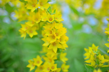 Lysimachia punctata (Garden Loosestrife, Yellow Loosestrife or Garden Yellow Loosestrife), selective focus