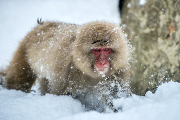 Japanese macaque on the snow. Winter season.  The Japanese macaque ( Scientific name: Macaca fuscata), also known as the snow monkey.