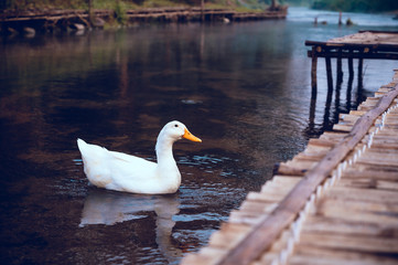 white ducks swimming straight in the river of Thailand.