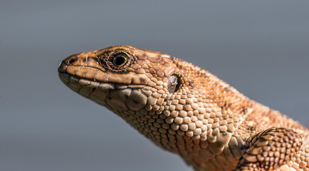 Lizard head close-up on grey sky background