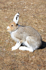 Close up of a hare sitting on the ground