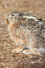 Close up of a hare sitting on the ground