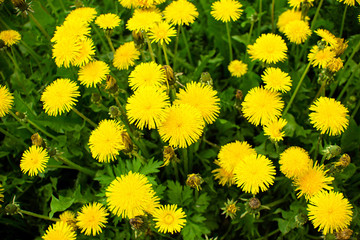 dandelion clump