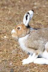 Close up of a hare sitting on the ground