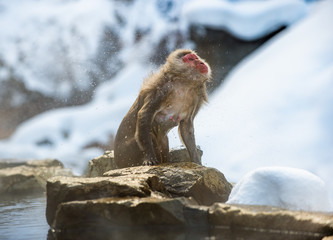 Macaque shakes off the water. Wet Japanese macaque on the stone at natural hot springs in Winter season.  The Japanese macaque ( Scientific name: Macaca fuscata), also known as the snow monkey.