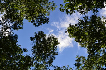 Sky and trees