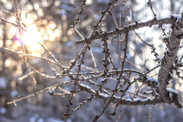 Sun in winter forest