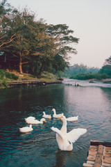 white ducks swimming straight in the river of Thailand.