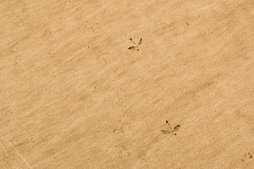 Bird tracks in the sand of a beach