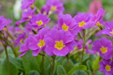 Obraz premium Small flowers in the garden