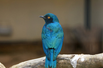 Purple glossy starling Bird