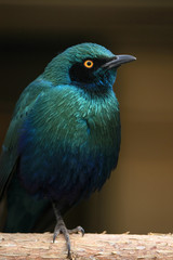 Close up of Emerald Starling Bird
