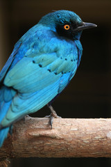 Purple glossy starling Bird