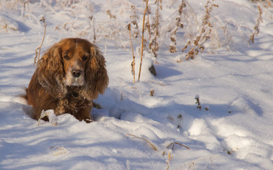 The dog - faithful friend