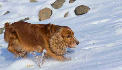 The dog - faithful friend