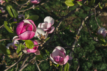 Spring flowers.Magnolias bloom on a tree.Beautiful pink plants grow in the park, in the garden.Warm sunny day.Natural beauty in the city center.A gift for women.Love for spring flowers.