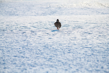 Female duck walking on snow winter nature