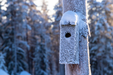 Frozen birdhouse