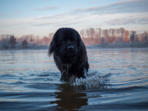 Linus im Wasser bei Frost