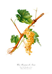 White grape vintage watercolour art poster.