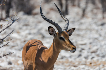 Impala in Namibia