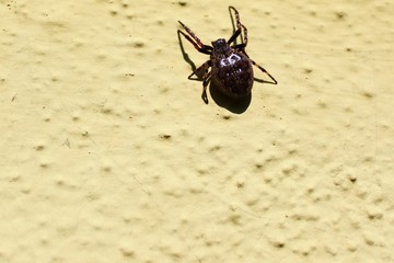 Spaltenkreuzspinne
