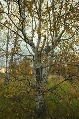 Naklejka premium amazing nature of the North